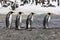 Four king penguins walk in a row on Salisbury Plain on South Georgia