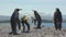 Four king pinguins near sea