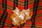 Four kittens hiding in the folds of the plaid