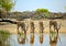 Four Kudu drinking at a waterhole in Onguma Private reserve