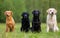 Four Labrador retriever dogs