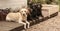 Four labradors