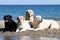 Four labradors playing at the sea portraits