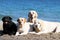 Four labradors playing at the sea portraits