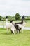 Four Lama\'s on farm in Amish country