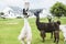 Four Lama\'s on farm in Amish country