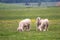 Four lambs graze in the meadow