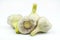 Four large heads of garlic isolated on a white background