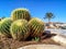 Four large round cacti close-up on a background of tropical cityscape of Sharm El Sheikh Egypt. Decoration of city streets with