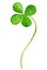 Four Leaf Clover