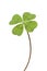 Four-leaf clover