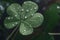 Four-leaf clover with drops. Neural network AI generated