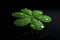 Four-leaf clover with drops. Neural network AI generated
