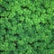 Four-leaf clover field for background