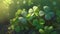 Four Leaf Clover Field, Shamrocks, Lucky Day, Good Luck Charm, Green Growth, Spring and Summer, St. Patrick\\\'s Day.