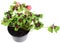 Four leaf clover. Four leaves clovers blooming in pot on white background