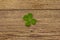 Four-leaf clover, fresh plant on vintage wooden boards