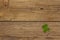 Four-leaf clover, fresh plant on vintage wooden boards