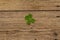 Four-leaf clover, fresh plant on vintage wooden boards