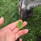 Four leaf clover with horse in background