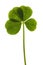 Four Leaf Clover isolated on the white background