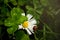 four-leaf-clover lucky charm with white daisy blossom and ladybug in dreamy scenery on natural meadow