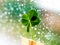 Four leaf clover on rainy nature background