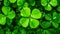 Four Leaf Clover Stands Out Against Green Leaves Clover Banner