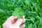 Four leaf clover in womens hand, symbol of good luck