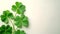 Four leaf clovers on white background, Realistic natural leaves natural background, little green trefoil, symbol of