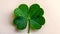 Four leaf clovers on white background, Realistic natural leaves natural background, little green trefoil, symbol of