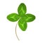 Four-leaf green clover.