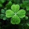 Four-leaf green clover, close-up view, small drops of dew, water. Green four-leaf clover symbol of St. Patrick\\\'