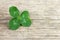 Four-leaf lucky shamrock, clover on old retro vintage wooden background with copy space