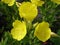 Four-leaf suncups (evening primrose) yellow flowers