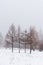 Four leafless trees during a misty snowy winter. Dark sillouettes of trees