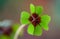 Four - Leaved Clover