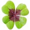 Four-leaved cloverleaf