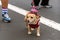 Four legged friends marching in parade