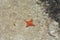 Four-legged starfish in San Blas, PanamÃ¡