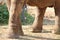 Four legs of African elephant