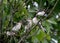 Four lesser gray shrike Lanius minor chicks
