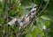 Four lesser gray shrike Lanius minor chicks