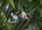 Four lesser gray shrike Lanius minor chicks