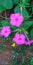 Four light pink flowers image