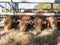 Four limousin bulls feed inside barn on organic farm in holland