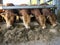 Four limousin bulls feed inside barn on organic farm in holland