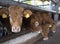 Four limousin calves wait for food inside barn on organic farm i