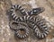 four lined snake, elaphe quatuorlineata