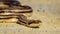 Four-lined snake - Elaphe quatuorlineata